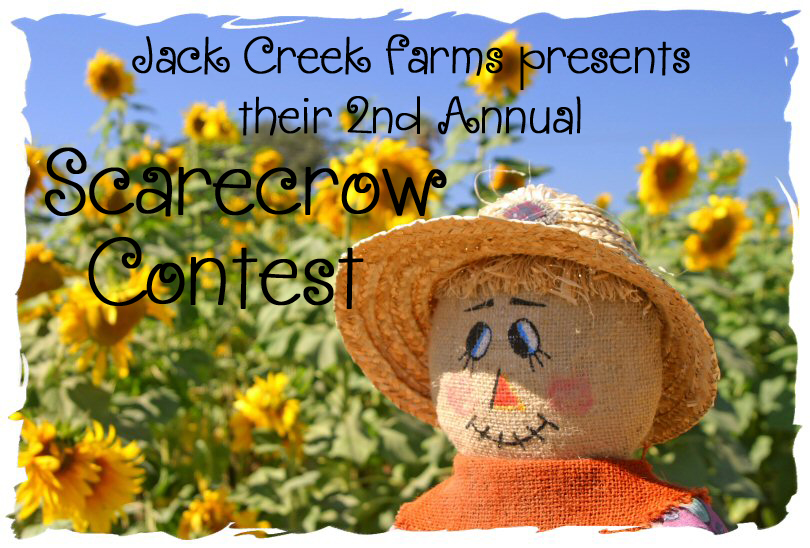Scarecrow in Sunflower Field